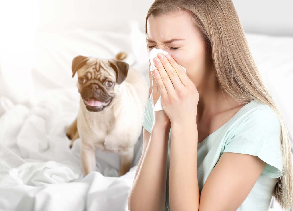 allergia al cane