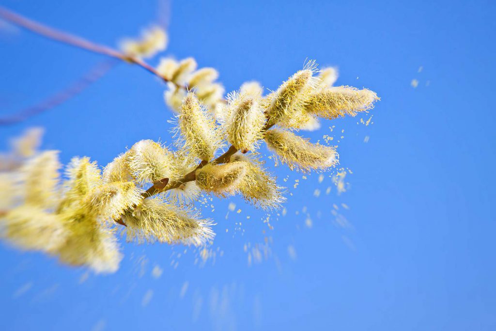 polline e allergia